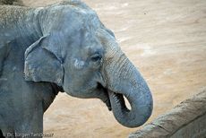 Asiatischer Elefant (8 von 21).jpg